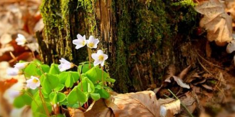 V tyumen, třešeň, jahodové a lesní květiny kvetou