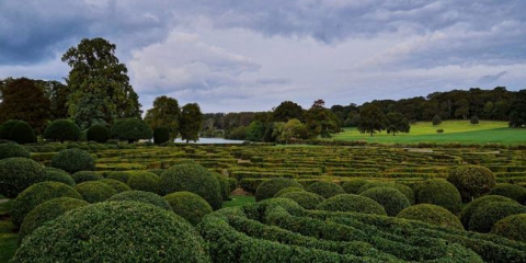 Stálezelený zimostráz - výsadba a péče na jejich letní chatě