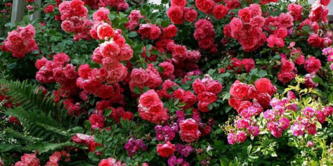 Nádherná růže rosarium uetersen - lavina planoucích květin