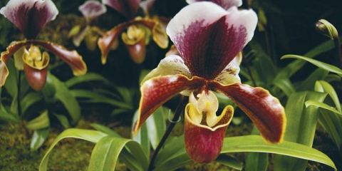 Pantofle: vlastnosti pěstování, správné zavlažování a transplantace