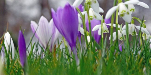 Jarní květiny zahrada - odrůdy, tituly a charakteristiky
