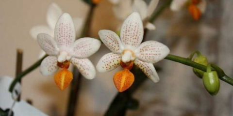 Druhy orchidejí - charakteristika odrůd s podrobným popisem. Charakteristické rysy, rady při výběru pro přistání (foto + video)