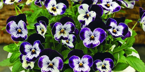 Viola: popis, pěstování ze semen, druhy a odrůdy