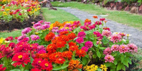 Vše o qinnia: rozmanitost odrůd, přistání, péče a léčby