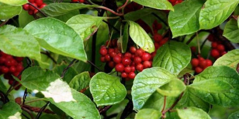 Vše o schisandra chinensis: tipy pro péči a pěstování. Dekorativní a léčivé vlastnosti, výhody citronové trávy + 140 fotografií