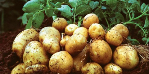 Vše o semenových brambor a příznivých lunárních dnech v květnu 2022 pro přistání