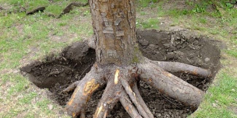 Všechny metody cílení pařezů na pozemku