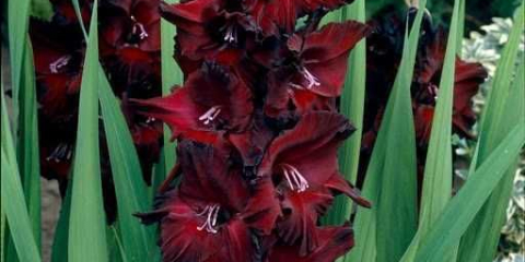 Pěstujeme gladioly - vlastnosti výsadby v otevřeném terénu. Tajemství rozmnožování a kvetení. Tipy od zkušených zahradníků (foto + video)