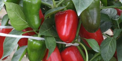 Pěstování bulharského papriky v otevřené půdě a skleníku v roce 2022