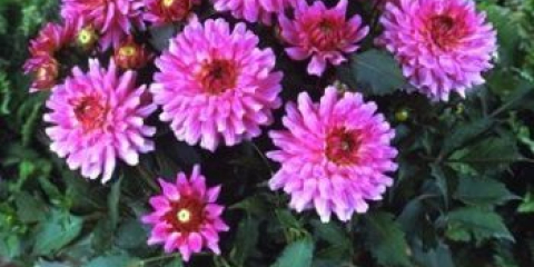 Pěstování jiřin v květináčích: tipy od zkušených pěstitelů květin