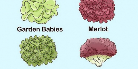 Pěstování listového salátu doma (na parapetu)