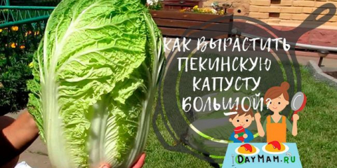 Pěstování vejčího zelí v otevřené půdě a skleníku