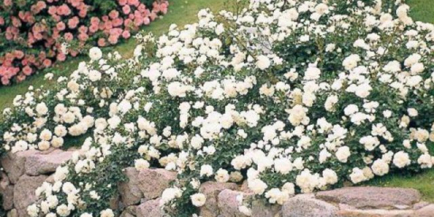 Pěstování půdních růží: zlatá pravidla pro začátečníky