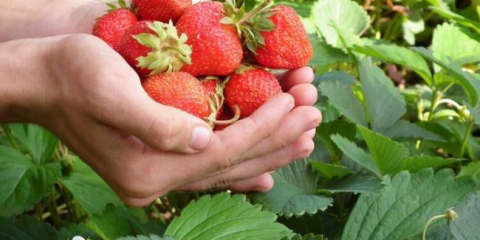 Rostoucí odstraňovače jahod a péče o venkovní