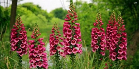 Vysoké vytrvalé květiny do zahrady - druhy, názvy a popisy, péče