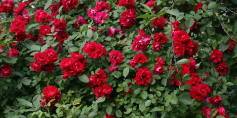 Fascinující růže sympatie s obrovskými květy shromážděnými v hroznech