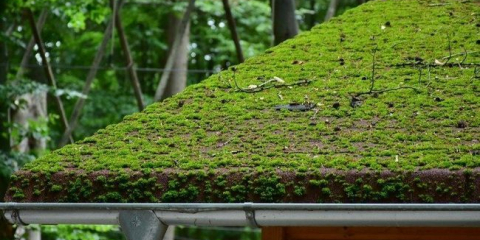 Zelená střecha. Historie, funkce, aplikace.