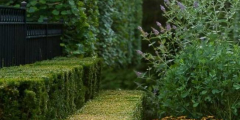 Živý plot - 130 fotografií nejlepších projektů a možností stylového designu živého plotu