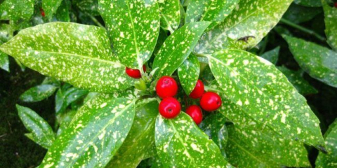 Zlatý strom aucuba: tečkovaný zázrak na vašem parapetu a tajemství péče o něj