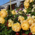 Anglická růže zlatá oslava (golden celebration): popis, foto