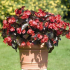 Begonia: top 150 flower fotky. Pokyny pro přistání, péči a pěstování doma. Doporučení zahradníků z a po z