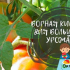 Kyselina boritá pro rajčata a okurky: jak aplikovat