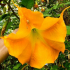 Květina brugmansia - vlastnosti výsadby a péče na otevřeném poli