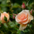 Čajová růže ?: 120 fotka z růží, podmínky pro pěstování v zahradě, zvláštnosti péče, zalévání, chov, tipy od zahradníků