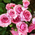 Tea-hybridní růže: populární odrůdy a jak řádně péče o přetrvávající krásy