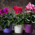 Cyclamen (cyclamen) - top 150 fotografií s nejlepšími doporučeními pro údržbu doma. Vlastnosti péče, krmení a reprodukce