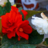 Begonia flower - popis a rysy rostlinné péče v zahradě
