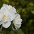 Jasmínový květ: vlastnosti výsadby a péče o rostlinu v zahradě, pravidla pro zalévání, krmení a zimování, dekorativní vlastnosti jasmínu