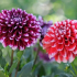 Květiny jiřinek: top 120 fotografií, popis odrůd a druhů. Vlastnosti výsadby a pěstování v otevřeném terénu. Pokyny pro péči o pěstitele