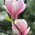 Květy magnólie: užitečné vlastnosti a použití magnólie. Výsadba, péče, způsoby rozmnožování, dekorativní vlastnosti