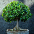 Ficus benjamina - pravidla domácí péče
