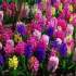 Hyacinth - péče po kvetení v zahradě otevřené země