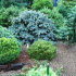 Jehličnaté rostliny pro zahradu: přehled nejlepších jehličnatých rostlin a rysů jejich použití v krajinném designu