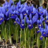 Kosatce - top 200 fotografií typů květin. Historie a aplikace iris. Venkovní pěstování. Tipy pro péči a reprodukci. Dekorativní vlastnosti