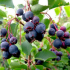 Irga berry: všechna tajemství přistání, péče a reprodukce vínových bobulí