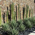 Yucca garden: top 130 fotek + video. Podmínky pěstování. Doporučení pro péči a ošetření od zkušených zahradníků (yucca zahrada od a do z)