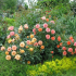 Jaké růže jsou nejlepší pro soukromou zahradu - popisy populárního druhu