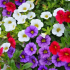 Calibrachoa: vlastnosti, výsadba + pěstování květiny