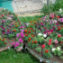 Krásné výroční květiny: 130 foto o aplikačních myšlenkách v krajinářském designu a možnosti aplikace při zdobení zahrady