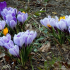 Crocus květ - popis a pravidla rostoucích rostlin v zahradě