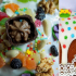Velikonoční dort s kandovaným ovocem a rozinkami: recept na lahodný velikonoční dort s kandovaným ovocem