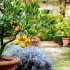 Citronový strom: funkce výsadby, pravidla péče, prořezávání, krmení. Nápady na dekorace (150 fotografií)