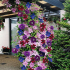Nejlepší květiny pro letní sídlo: 125 fotografií nápadů pro použití květin v krajinném designu