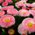 Sedmikráska trvalka: 100 nejlepších druhů fotografií a videí. Pěstování v otevřené půdě. Tipy pro sázení, přesazování, zalévání a množení květiny