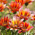 Vytrvalé květiny pro letní chaty: 150 nejlepších fotografických nápadů pro pěstování květin v zahradě, odrůdy trvalek