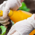 Nejméně 30% přípravků na ochranu rostlin - falešný